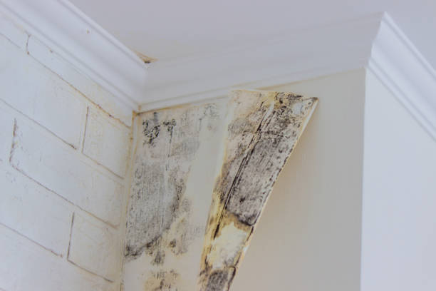 Mold Remediation for Rental Properties